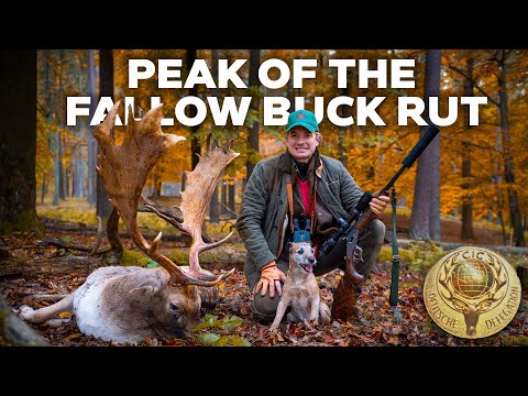 Видео: Франц-Альбрехт охотится на вершине гона лани