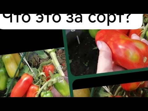 Видео: Стрижём зелёную изгородь