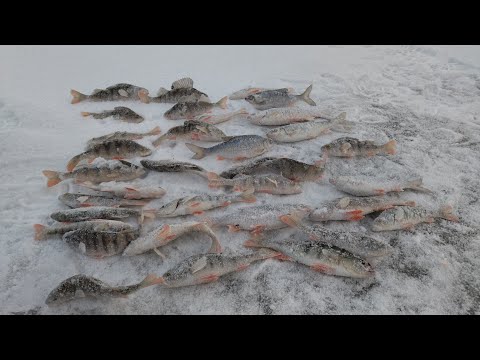 Видео: ПЕРВЫЙ ЛЁД 2022-2023.  БИРЮСИНСКИЙ ЗАЛИВ.