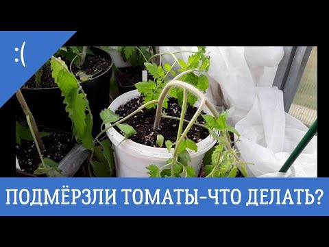 Видео: ПОМЕРЗЛА РАССАДА ТОМАТОВ // ВООБЩЕ НЕ ПРОБЛЕМА)) ДЕЛАЕМ СТРИЖКУ