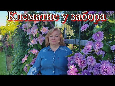 Видео: Клематис вдоль забора.