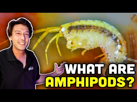 Видео: Узнаём о бокоплавах! Нужны ли они вам в аквариуме?