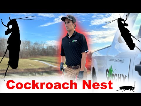 Видео: Скрытое гнездо тараканов обнаружено