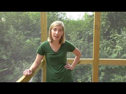 Видео: Самый эффективный тур по курятникам