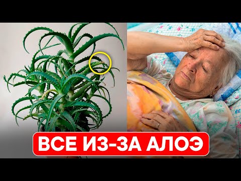 Видео: Вот, что будет с теми, у кого дома растет АЛОЭ. Даже не догадываетесь что алоэ творит с телом