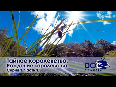 Видео: Тайное королевство - Серия 1. Рождение королевства. Часть 1 -  Документальный фильм