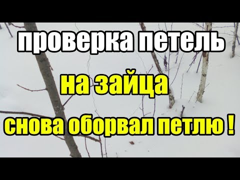Видео: Как Поймать Зайца на Петлю