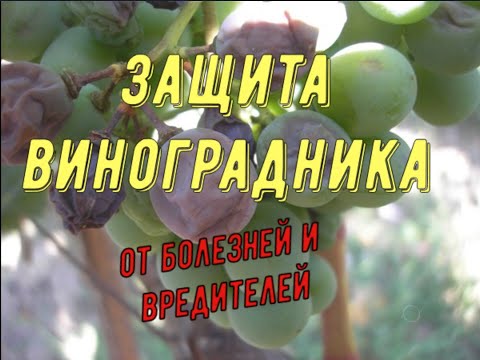 Видео: Защита виноградника от болезней и вредителей