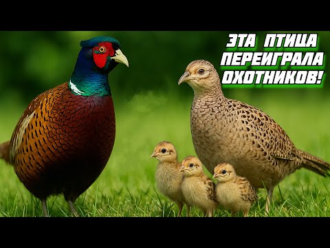 Видео: Фазан-стратег: как птица распознаёт человека и выживает в дикой природе