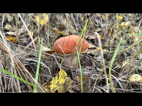 Видео: Грибалочка в Шульговке