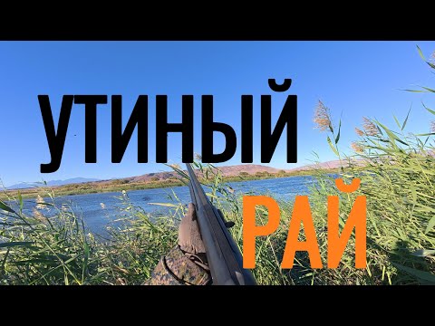 Видео: Утка летела со всех сторон! Разведка новых мест. Охота на утку, ОХ Манул Алматинская область.