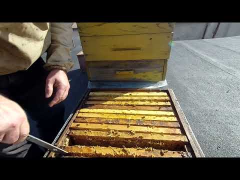 Видео: Що з кормами? збираю в зиму. вулики на гаражах.