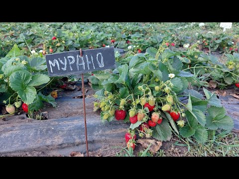 Видео: Клубника сорта МУРАНО! Главный супер сорт или нет?