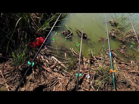 Видео: РЫБАЛКА СТАВРОПОЛЬСКИЙ КРАЙ КУРСАВКА ПЛАТНИК ЛОВЛЯ НА ФИДЕР #ФИДЕР #СТАВРОПОЛЬСКИЙКРАЙ