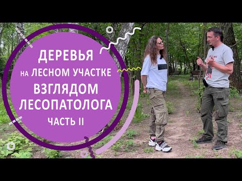Видео: Лесной участок. Обследование состояния деревьев. Часть 2
