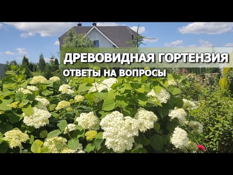 Видео: МОЯ ДРЕВОВИДНАЯ ГОРТЕНЗИЯ: ОТВЕТЫ НА ВОПРОСЫ | Где сажать гортензию, как размножить,про уход,обрезку