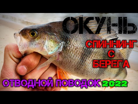 Видео: ОКУНЬ. СПИННИНГ. Отводной поводок.2022г.