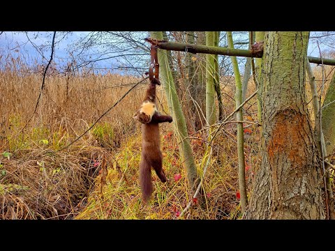 Видео: Проверка капканов на куницу_Удачно