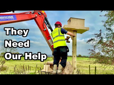 Видео: Я устанавливаю два больших скворечника в поле — и вот почему