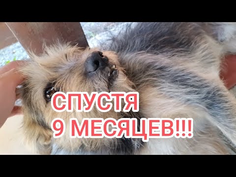 Видео: ВИДЕО ПРО ДИМУ СПУСТЯ 9 МЕСЯЦЕВ! 
