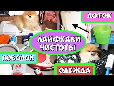 Видео: ЛАЙФХАКИ ЧИСТОТЫ ЕСЛИ У ВАС ЖИВЕТ СОБАКА