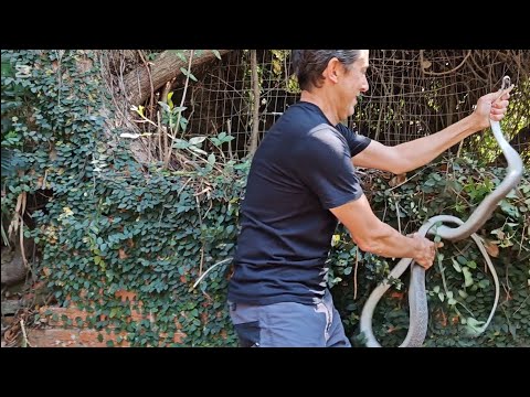 Видео: Черная Мамба была хитрой, но недостаточно хитрой...