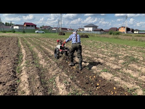 Видео: уборка картошки мотоблоком