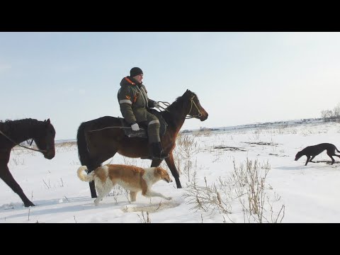 Видео: Охота с борзыми. Февраль.