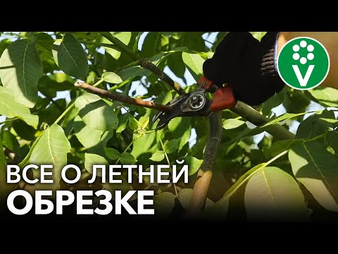 Видео: ЛЕТНЯЯ ОБРЕЗКА ПЛОДОВЫХ ДЕРЕВЬЕВ. Как и какие деревья лучше обрезать летом?