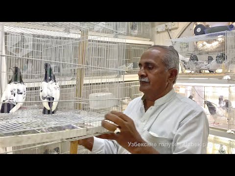 Видео: Птичий рынок в ОАЭ - Пакистанские голуби (10.06.2022) / UAE Bird Market