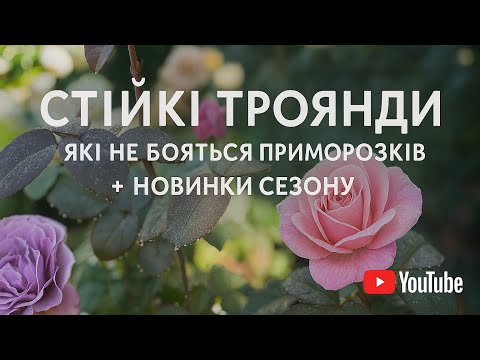 Видео: Осінь 2025 | Стійкі троянди + новинки мого саду.