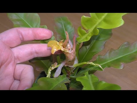 Видео: Филодендрон НЕ РАЗВОРАЧИВАЕТ ЛИСТЬЯ закрутил себе макушку. Разрешаю ситуацию. Golden Crocodile.