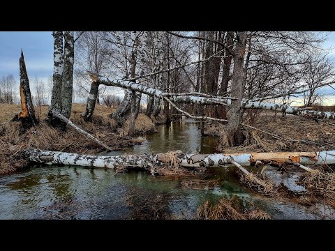 Видео: Бобры нам сделали красивое и мокрое. Преодолеваем бурные реки изо всех сил