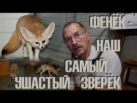 Видео: Фенёк - наш самый ушастый зверёк! Крошечные лисички в Зоокоме.