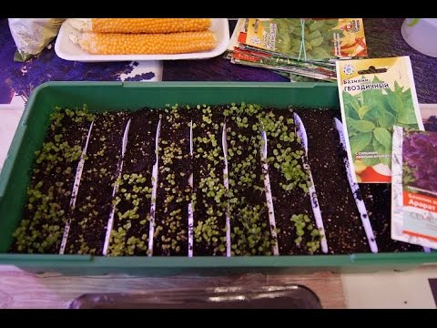 Видео: СЕЕМ БАЗИЛИК с ЕЛЕНОЙ! ЧАСТЬ 1.