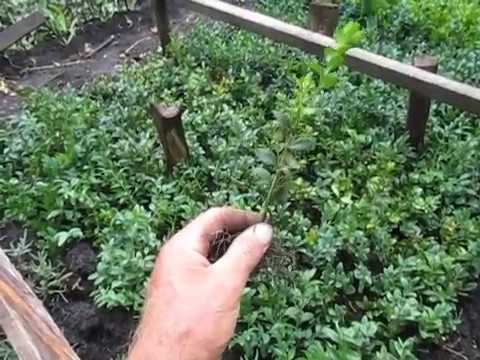 Видео: Размножение самшита. Черенкование самшита.