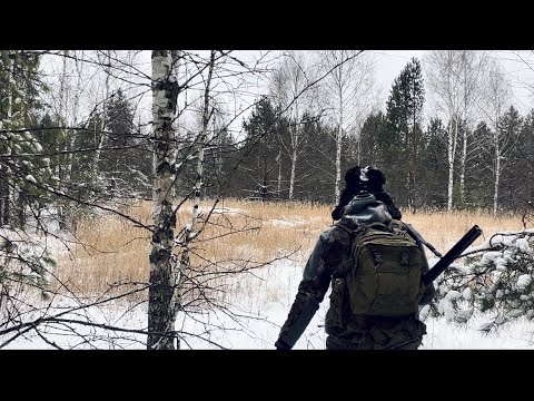 Видео: Охота с лайками на кабана (без добычи не остались)