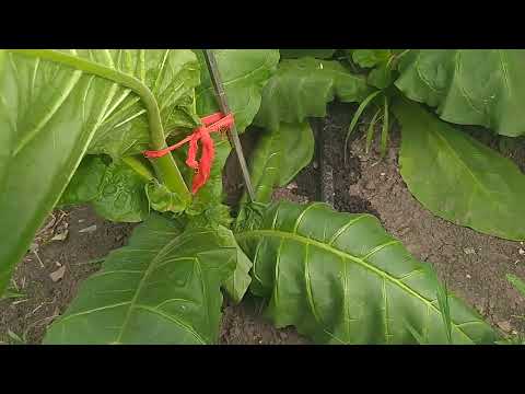 Видео: Опять подделка? 30 июня 2025г. Немного о схеме посадки.