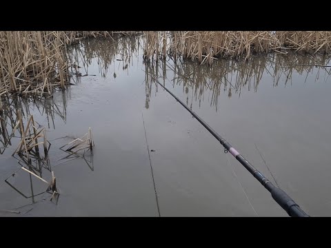 Видео: Березневі КАРАСИКИ,  біля комиша мають клювати. Риболовля НА ПОПЛАВОК