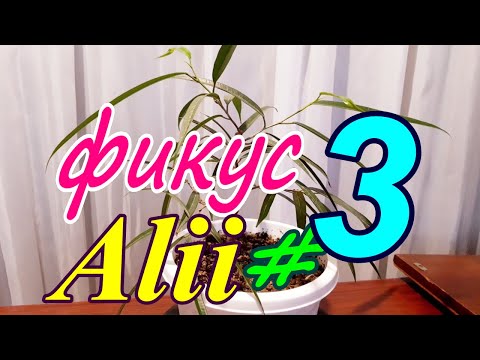 Видео: Фикус Али Ficus binnendijkii 'Alii'. Выращиваю из черенка #3 Июнь 2024