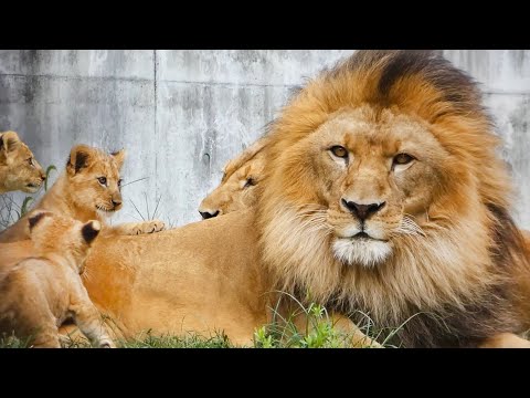 Видео: Лев-папа Эрс зарычал, но его львята остались спокойны🦁🤣