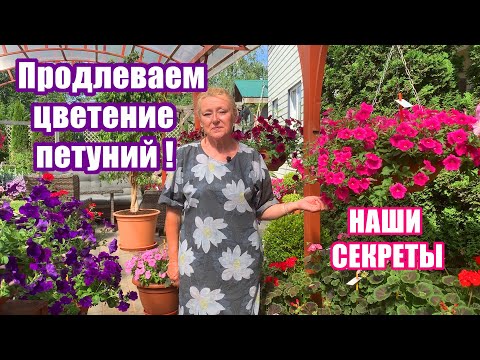 Видео: Как правильно ухаживать за петуниями, чтобы цветение длилось весь сезон? Раскрываем секреты.