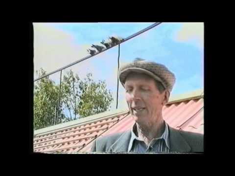 Видео: ГОЛУБИ  СССР