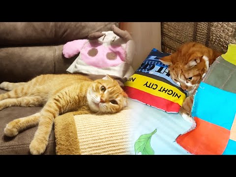 Видео: Кот Миша выспался и пришёл играть с кошкой Тимой