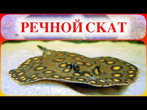 Видео: Речной Скат Хвостокол Глазчатый в аквариуме. Содержание и разведение