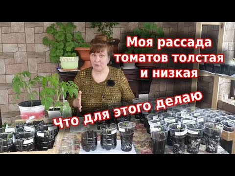 Видео: Сезон 2022: рассада томатов крепкая и здоровая. Сажаю помидоры только так.