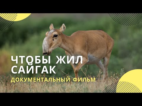 Видео: «Чтобы жил сайгак» | Документальный фильм