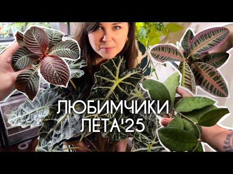 Видео: Самые ЛЮБИМЫЕ РАСТЕНИЯ этого лета