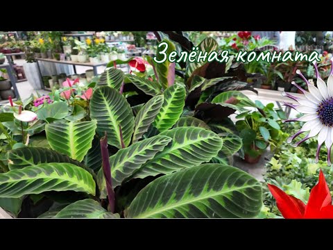 Видео: Большой садовый центр с редкими растениями.