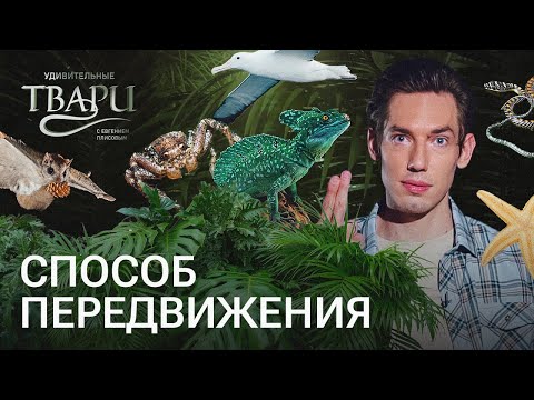Видео: Ковер-самолет, глотка для ходьбы, 800 км за день. Как передвигаются удивительные твари?